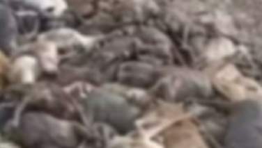 منابع: 1500 گوسفند در بدخشان پس از سقوط از یک کوه تلف شدند