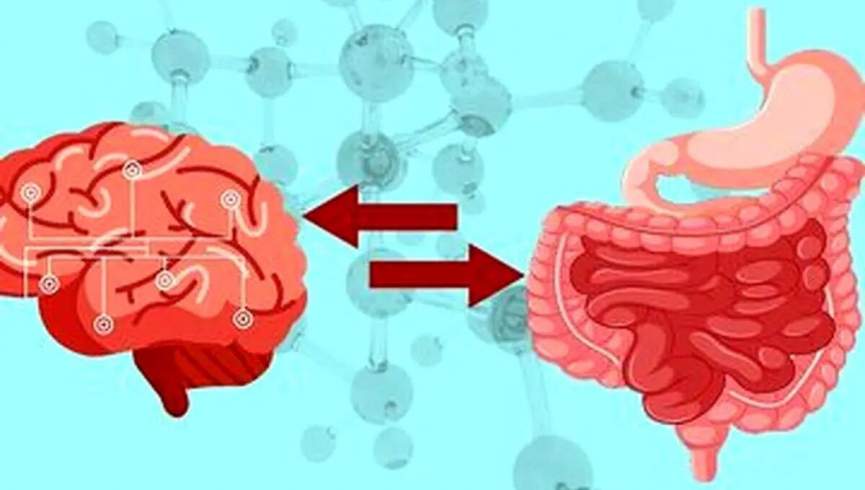 روده چرا مغز دوم است؟